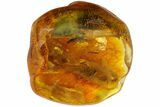Fossil Fly (Diptera) In Baltic Amber #183640-1